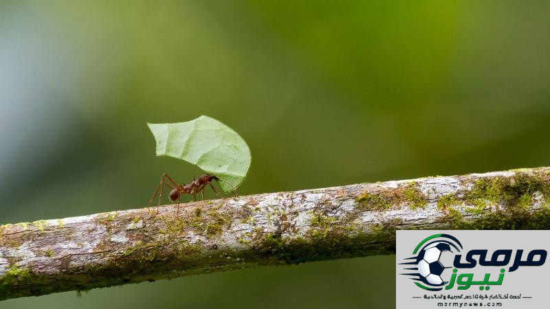كيف يمكنك تحسين مهارات اتخاذ القرارات؟ استلهم من سلوك النمل